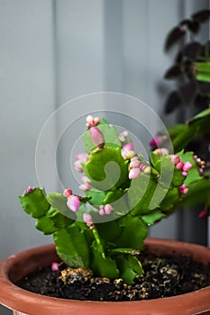 Small flower buds on a potted Christmas cactus Schlumbergera