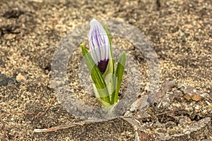 Small flower Crocus white in the open ground