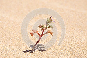 Small flower in a desert