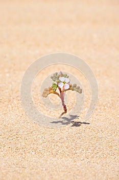 Small flower in a desert