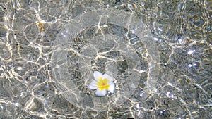 A small flower floating on crystalline water.