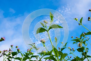 Small flower of goat weed and blue sky background