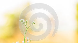 Small flower of grass on blur nature background