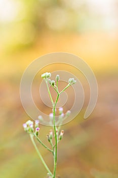 Small flower of grass on blur nature background