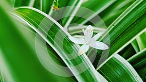Small Flower green beautiful collor