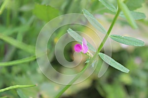 Small Flower With Green leaves