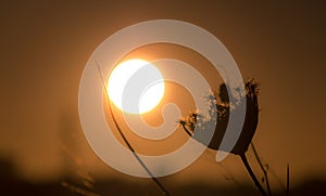 Flower touching the Sun