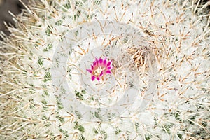 Small flower growing on the top of a cactus