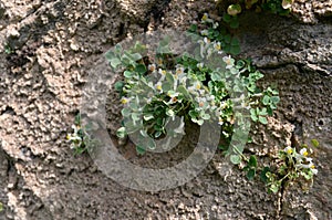 Small flower grows on wall