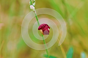 Small flower of pink on the vegetation photo