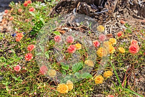 Small flower, red and yellow color, lumber and sunray