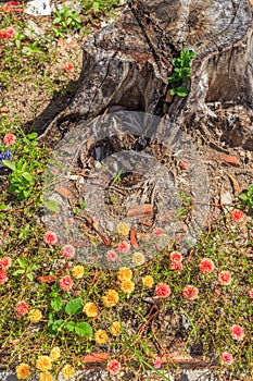 Small flower, red and yellow color, lumber and sunray