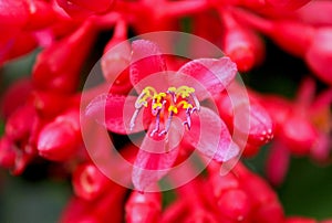 Small flower of Rose Grape Plant, Medinilla Magnifica