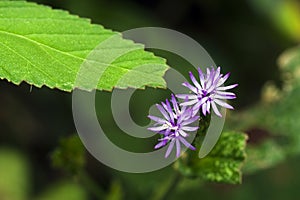 Small-flower sighted in remnant of Atlantic Forest