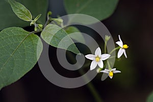 Small-flower sighted in remnant of Atlantic Forest
