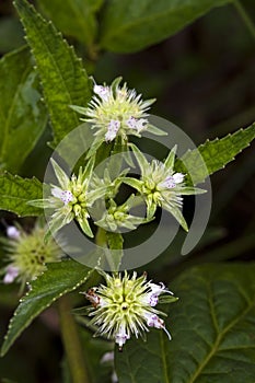 Small-flower sighted in remnant of Atlantic Forest