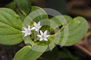 Small-flower sighted in remnant of Atlantic Forest