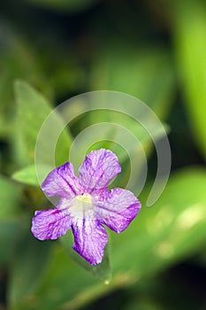 Small-flower sighted in remnant of Atlantic Forest