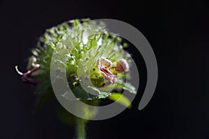 Small-flower sighted in remnant of Atlantic Forest