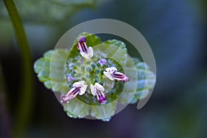 Small-flower sighted in remnant of Atlantic Forest