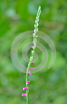 Small flower Spiranthes sinensis 3