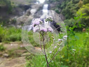 Small flower in uda diyaluma sri lanka
