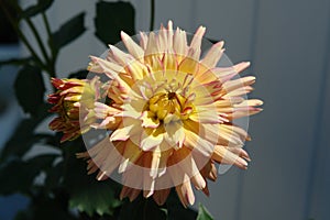 Small-flowered decorative dahlia of the `Gallery Pablo` variety in the garden