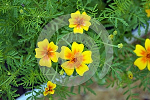 Small-flowered marigold flower close-up. Garden flower. Herbaceous plant with bright double flowers to decorate the garden flower photo