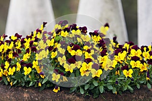 Small-flowered pansy flowers with yellow and purple flowers photo