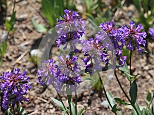 Small-flowered Penstemon