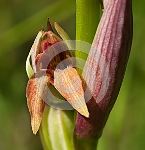 Small Flowered Tongue Orchid malformation â€“ Serapias parviflora