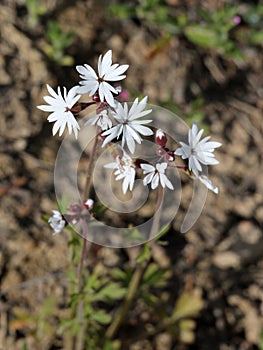 Small-flowered Woodland-star - Lithophragma parviflorum photo