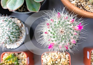 small flowering caccus