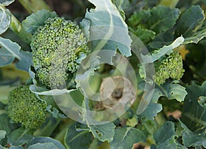 Small flowering heads of broccoli