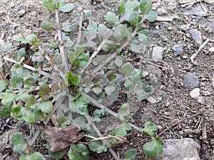 This is a small flowering plant in the cabbage family.Â 