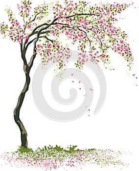 Small flowering tree