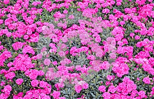 small flowers called KAHORI or dianthus caryophyllus  in spring