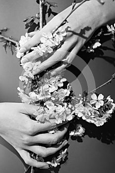 Small Flowers of cherry in hands