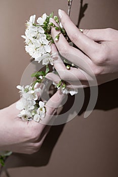 Small Flowers of cherry in maiden hands