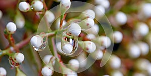 Small flowers connected by drop of rain