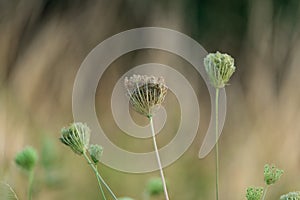 Small flowers of Daucus carota