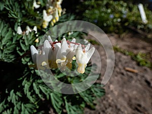 Small flowers of Dutchman\'s britches or Dutchman\'s breeches (Dicentra cucullaria) in sunlight in