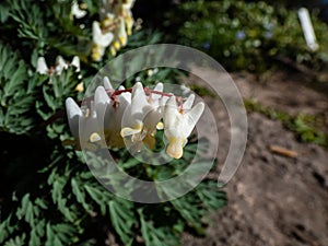 Small flowers of Dutchman\'s britches or Dutchman\'s breeches (Dicentra cucullaria) in sunlight in photo