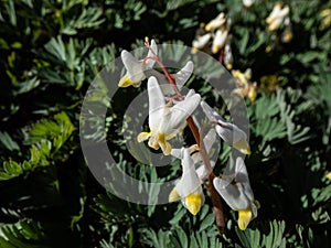 Small flowers of early spring herbaceous plant Dutchman\'s britches (Dicentra cucullaria