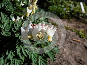 Small flowers of early spring herbaceous plant Dutchman`s britches or Dutchman`s breeches Dicentra cucullaria in sunlight in