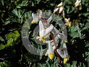 Small flowers of early spring herbaceous plant Dutchman`s britches or Dutchman`s breeches Dicentra cucullaria in sunlight in