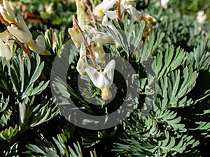 Small flowers of early spring herbaceous plant Dutchman`s britches or Dutchman`s breeches Dicentra cucullaria in sunlight in