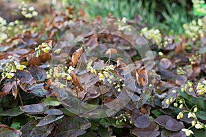 Small flowers of epimedium sagittatum, barrenwort or bishop`s hat