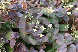 Small flowers of epimedium sagittatum, barrenwort or bishop`s hat