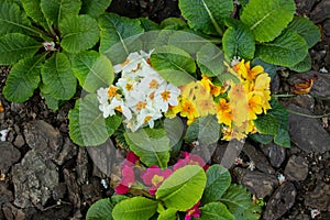 Small flowers on a flower bed in a tree bark in a park